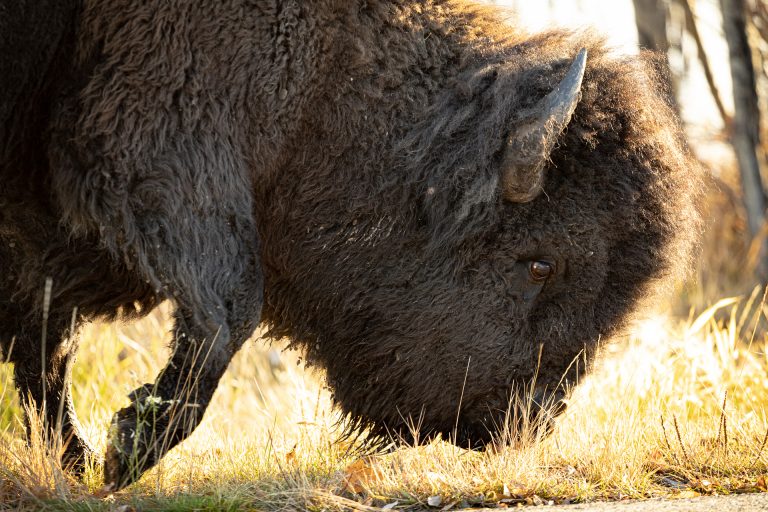 Grazing Bison at Elk Island National Park