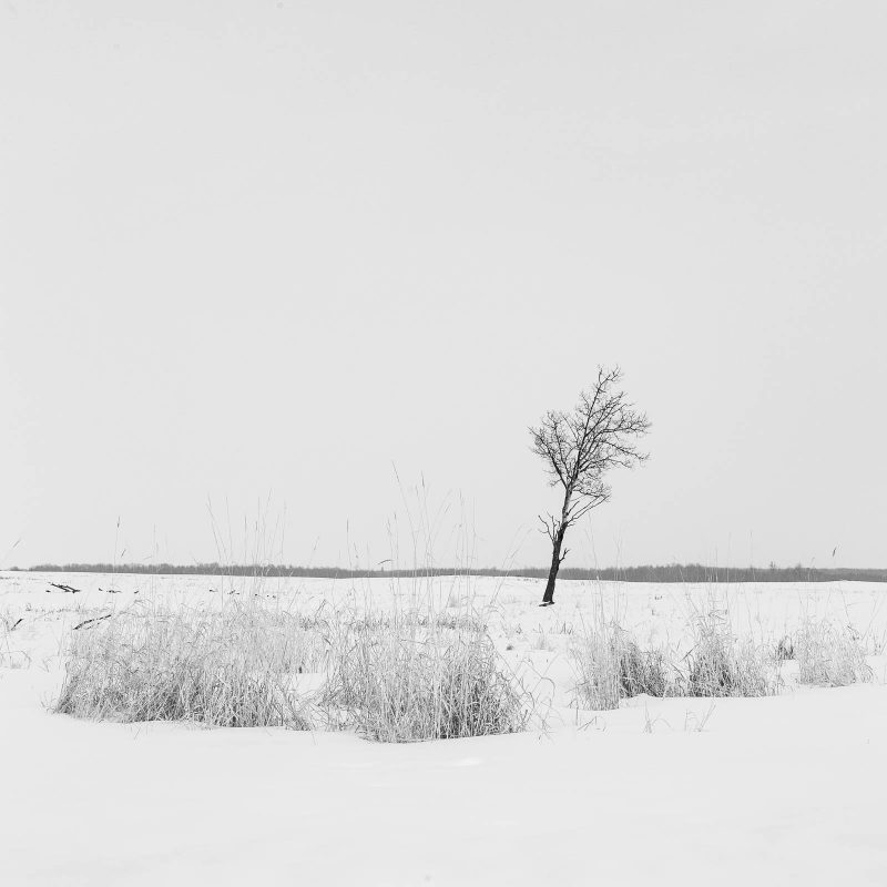 A desolate tree, standing along the horizon of a snow covered prairie (black and white)